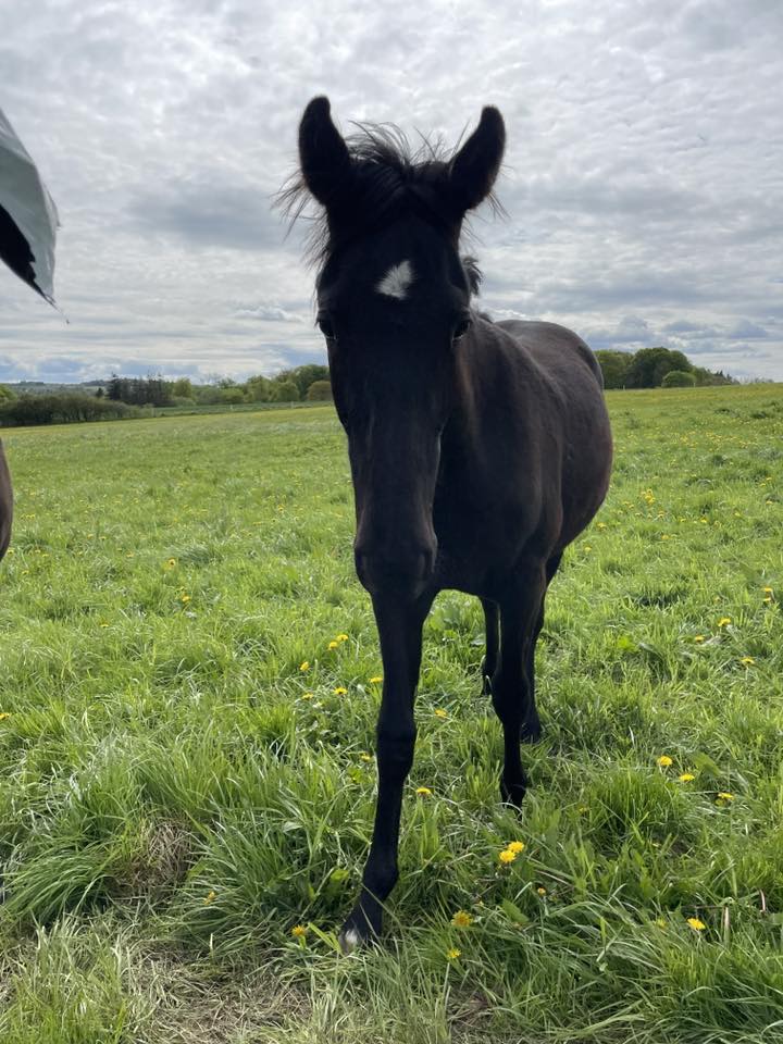 Julie udbyder - Call Your Neighbours 495190170_3394983723966631_4778779480698354004_n-1