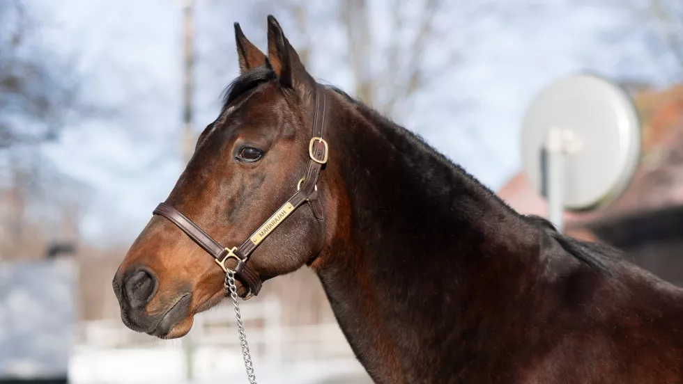 Maharajah: Leverer imponerende resultater 4e53f2fbc5da9