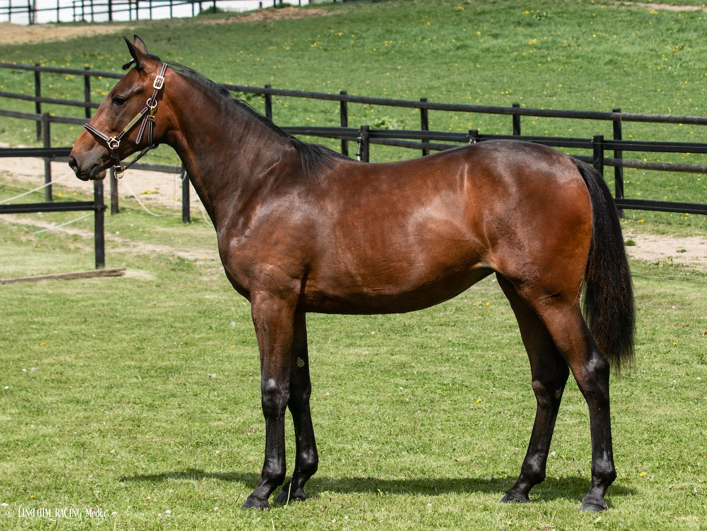 51 Bourbonista sida web