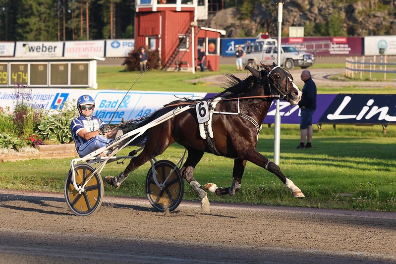 Klinger – den sorte perle fra Stutteri Spring & Stald Tårs 53065230694_0eb802b75c_c