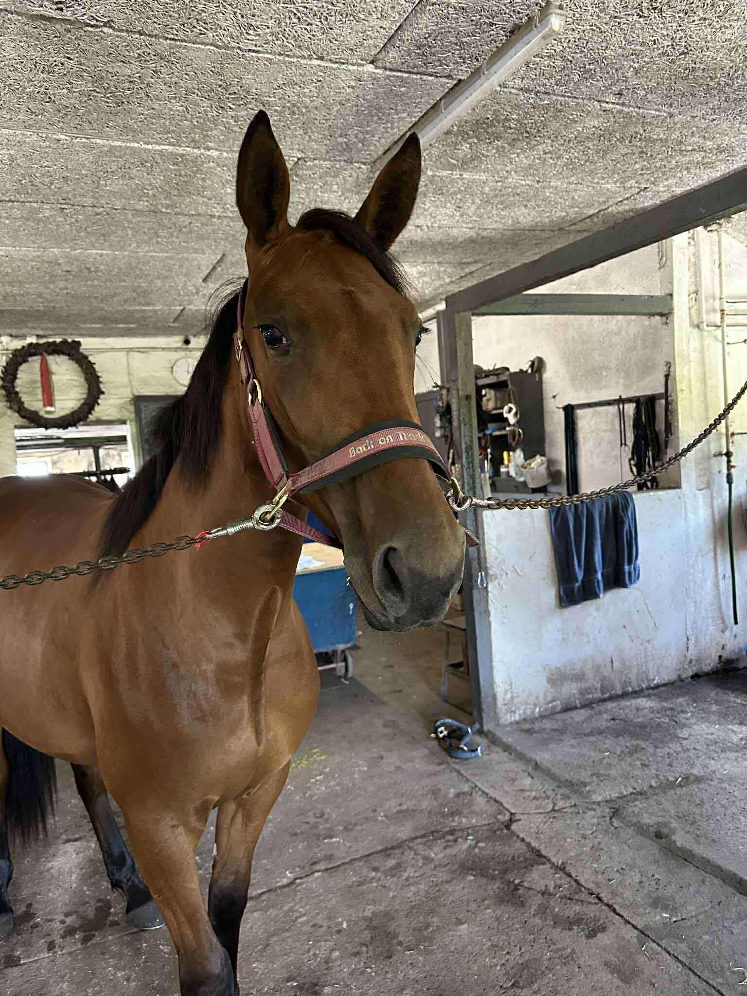 Ny forskning: Gener kan afgøre, om heste kan gå uden sko 541536528_753616947509778_4679645035885753872_n