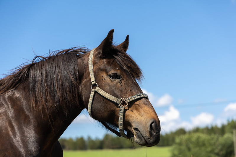 Legendarisk superhoppe er død 54677416957_0dea806ae6_c