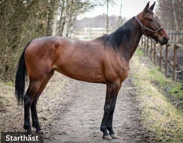 Hollandsk auktion: Eclisse Roc (IT) – I dag er prisen 553734390_845652044814303_930289526485177640_n-1