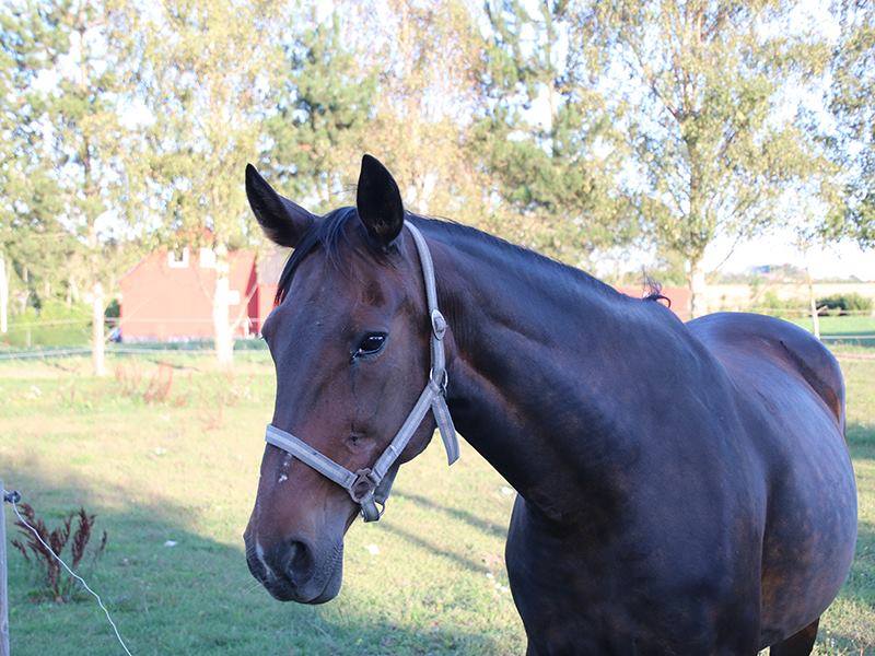 72065606 1596514437146911 8279362319960506368 n 1