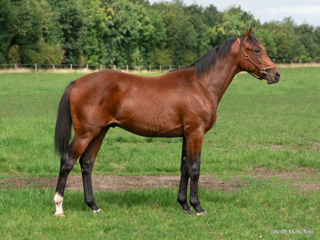 Kostede 310.000 kr. – Vandt sin debut i dag 79_LazyDust_F1-1024x768