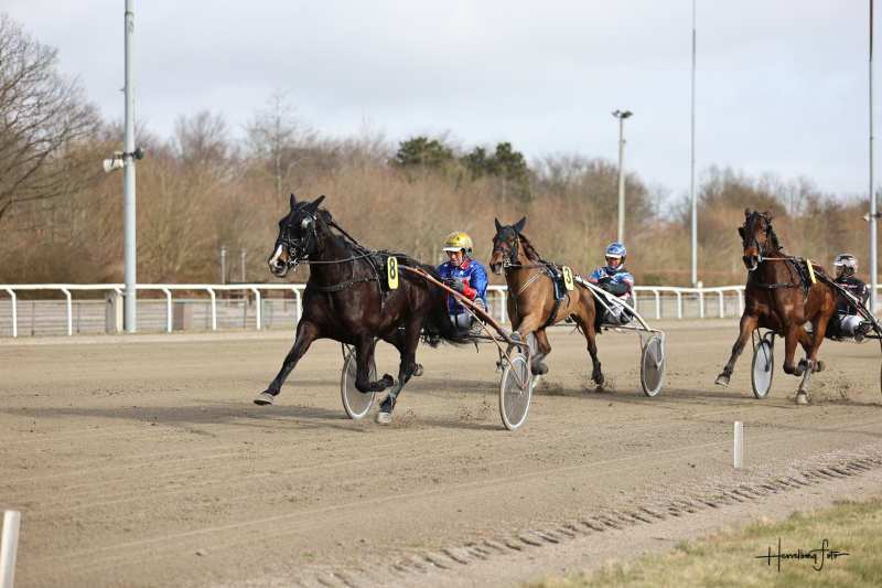 Karlo Molar – En hest med stort potentiale Karlo Molar