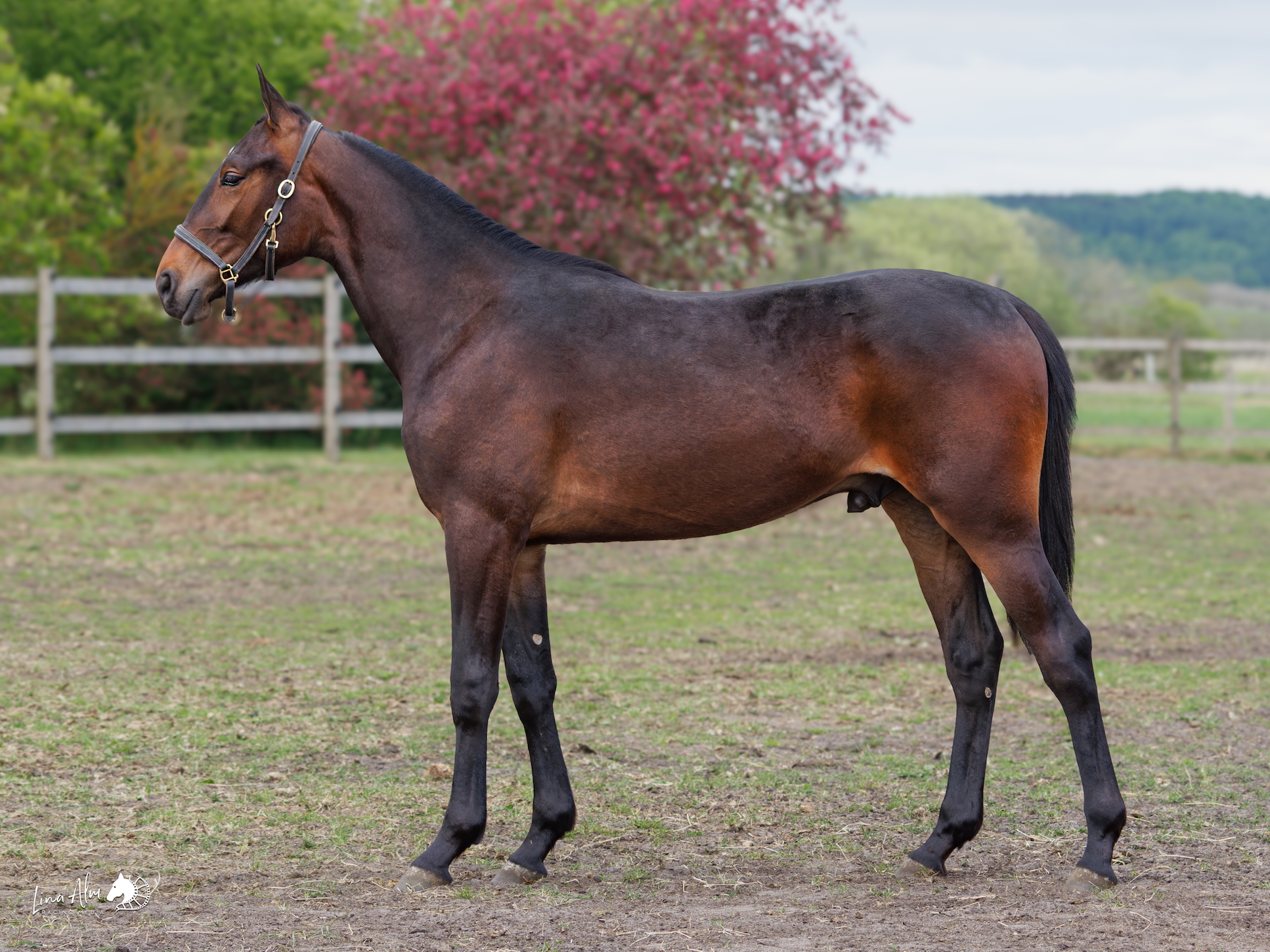 Auktion - Henrik Friis betalte 220.000 skr. 91_Sphinx-Boko-sida-web