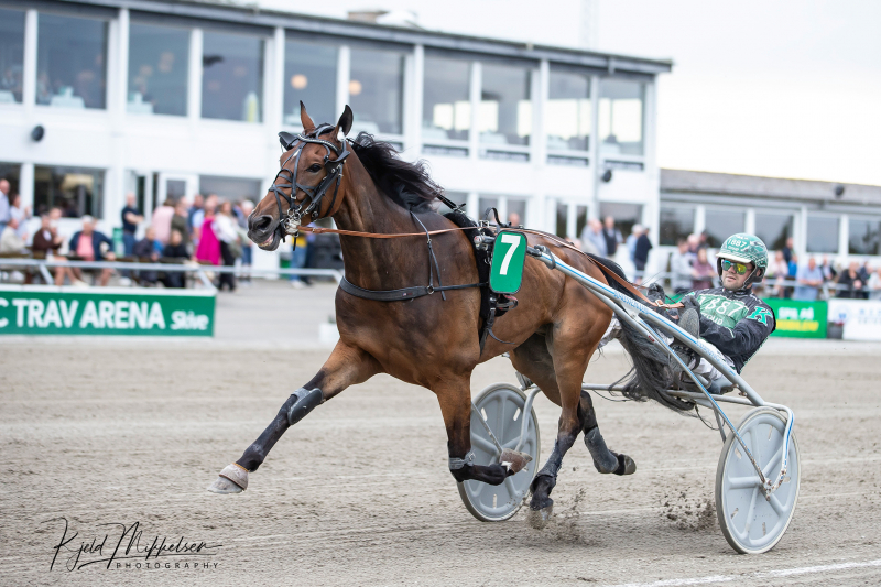 Baltic Stable – Masiol tager udfordringen op i Sverige AY2X3854_kopier-1