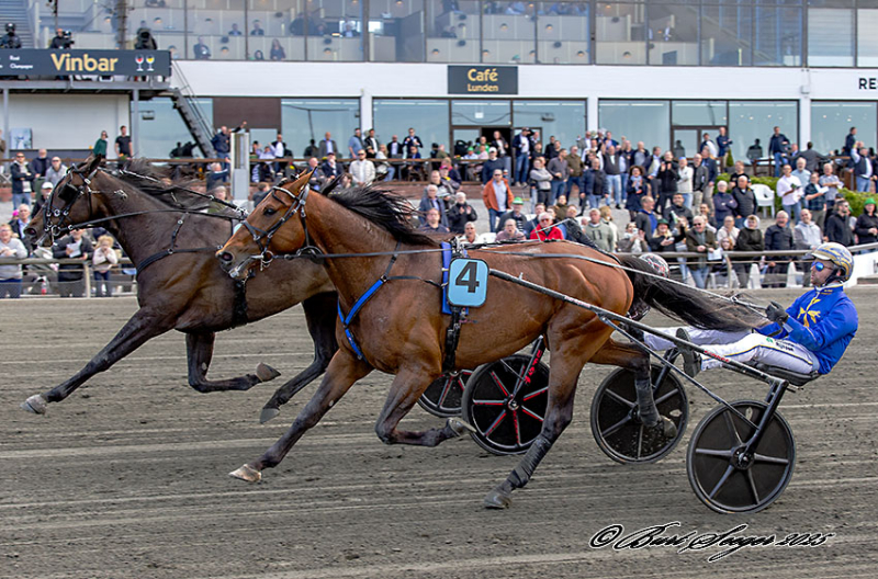 BOLD EAGLE SUN MGL4996