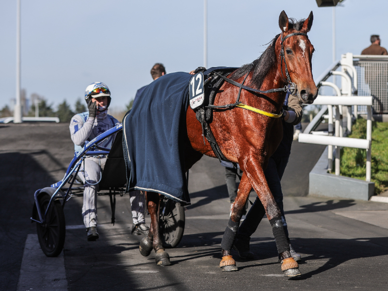 Inmarosa – fra talentfuld unghest til Prix d’Amérique-deltager BV_20250223135032BV__9459-800x600-1