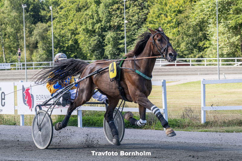 Bad Shadow med Adam K hler 23 august 2025 Fotograf Torben Ager Travfoto Bornholm TKA 9364