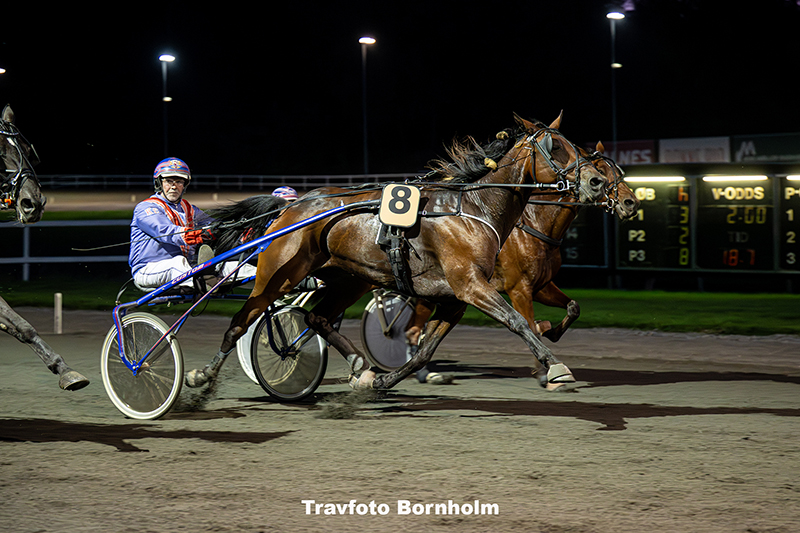 Beluga Onion med Kenn Christoffersen 9 september 2025 Fotograf Torben Ager Travfoto Bornholm TKA 0887