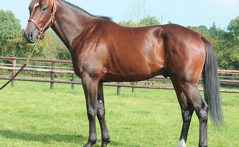 Bare Hans A/S sælger bedækningsret