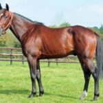 Bare Hans A/S sælger bedækningsret Brillantissime_up_2398_fuawom