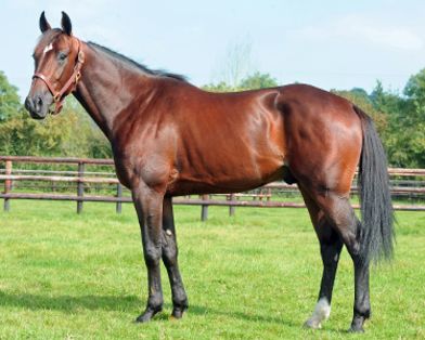 Brillantissime up 2398 fuawom