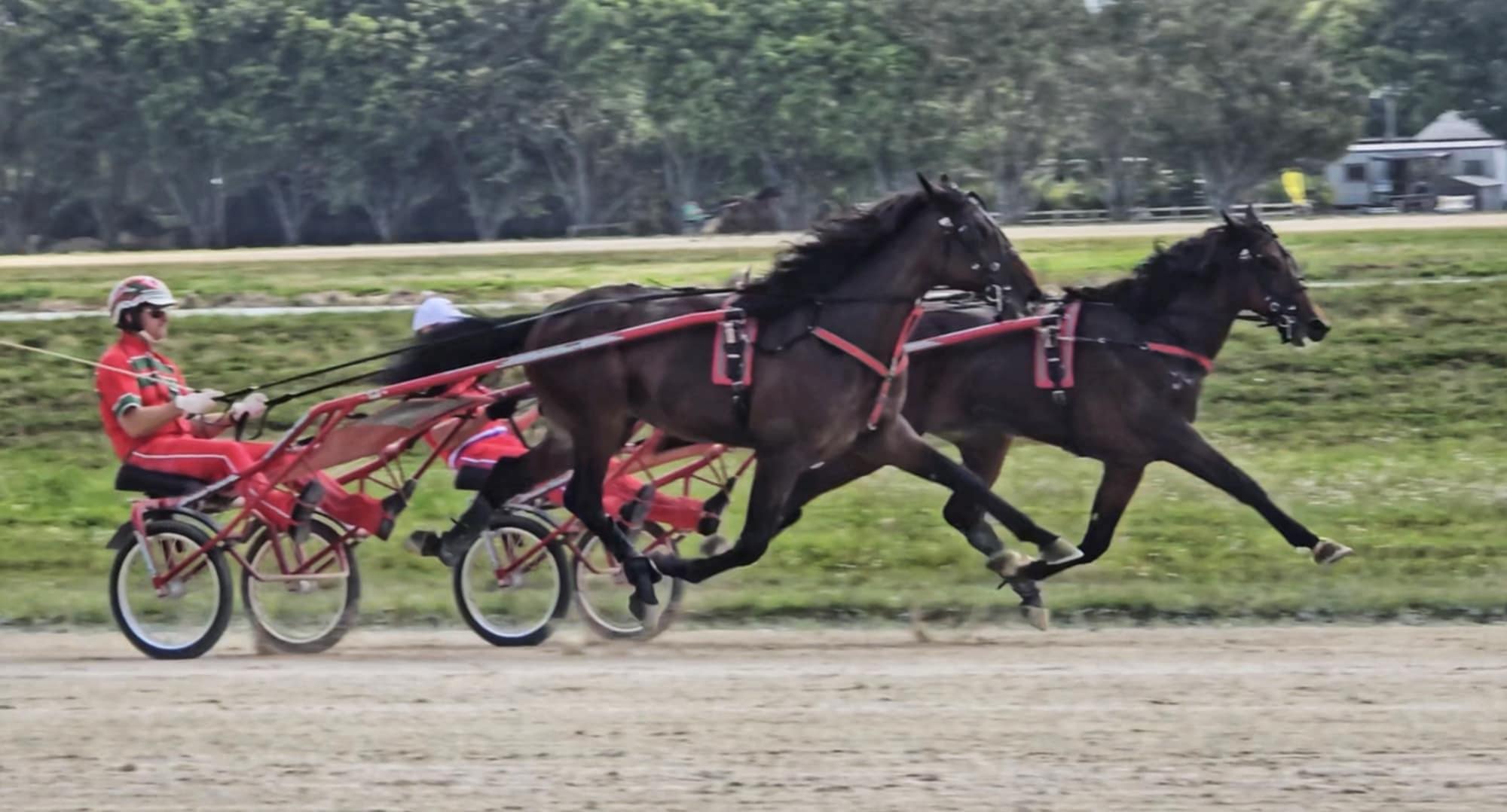 Nyt fra Stald Sotto Calgarian_RoseWynn_1