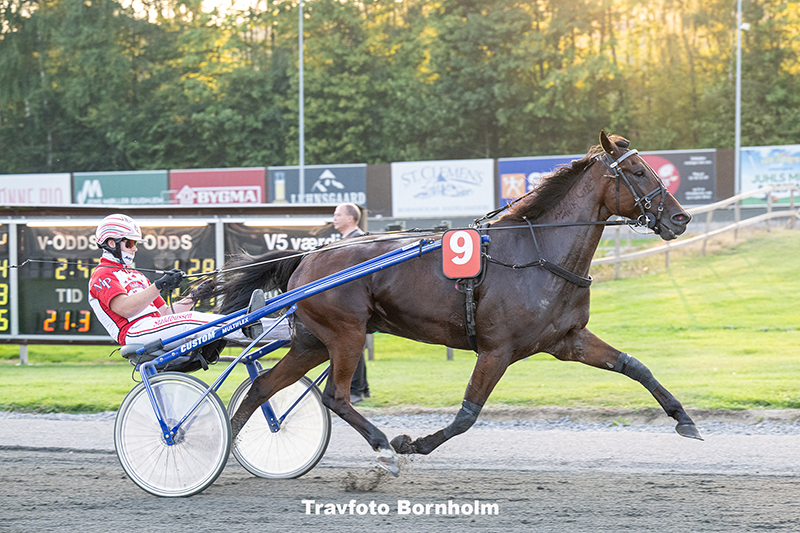 Cerroso med Mads Petersen 9 september 2025 Fotograf Torben Ager Travfoto Bornholm TKA 0696