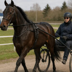 Arsenik-sag ryster italiensk travsport: hest