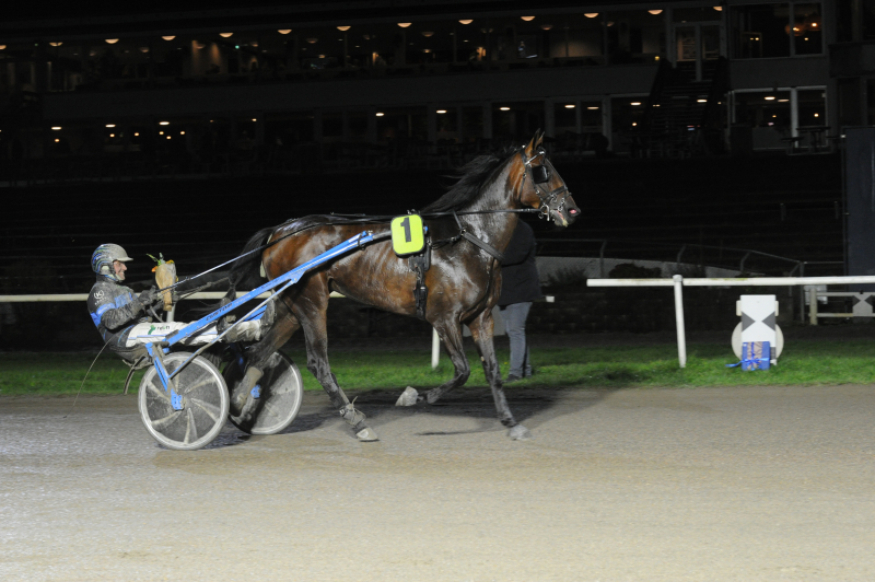 Lady Caroline – En hoppe med eliteblod i årerne DSC_4885-1