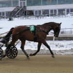 Hun ejer 417 registrerede travheste Donovan Face