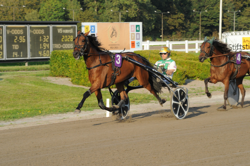 Udbydes: 5‑årig hoppe med 16 starter og rekord 1.14,0 DSC_7813