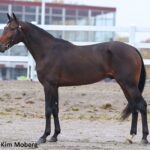 Vandt Sprintermästaren – nu er karrieren slut Far-Wise-As-up