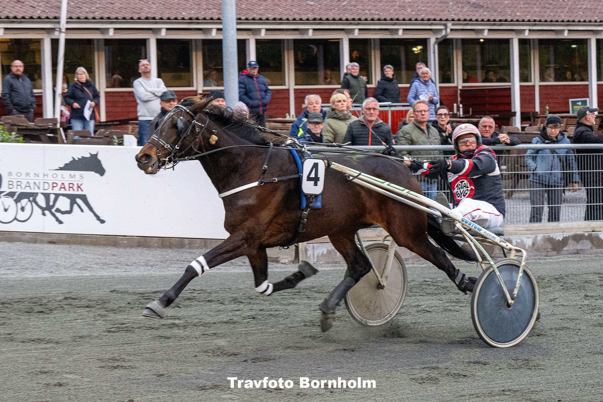 Great Gardenia med John Gommans 17 maj 2025 Fotograf Torben Ager Travfoto Bornholm TKA 9546