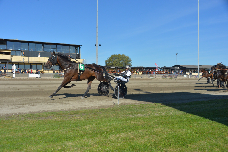 Highway Flamingo 250927