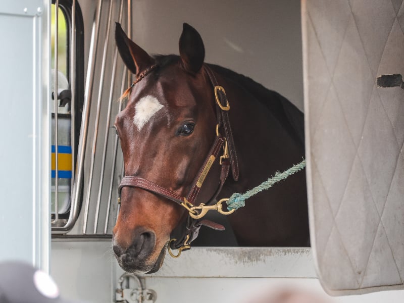 Prix d'Amérique 2026 til Hokkaido Jiel HokkaidoJiel2