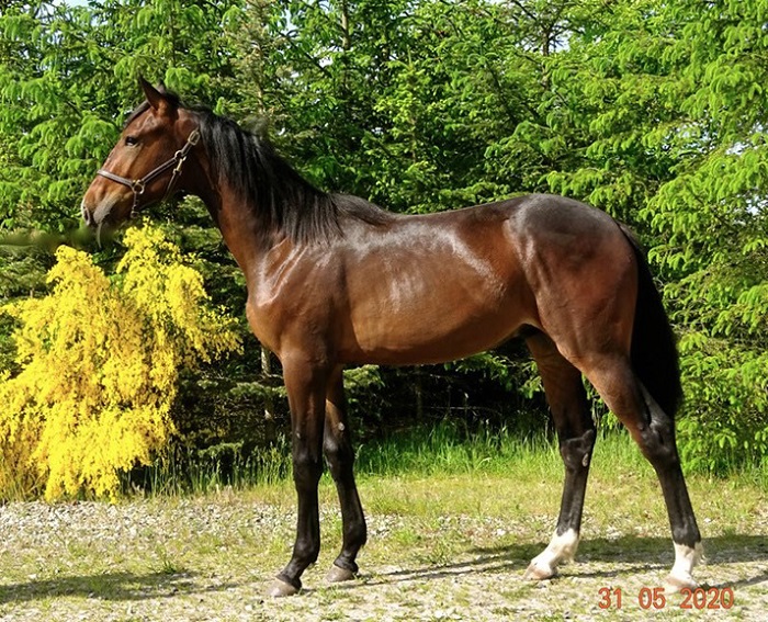 Howlingatthemoon vandt på Harrahs Philadelphia Howlingatthemoon-1-1