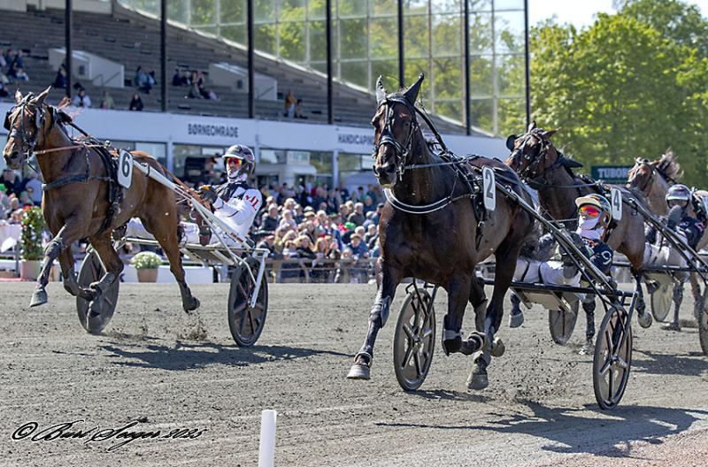 ICEBREAKER PELLINI MGL4781