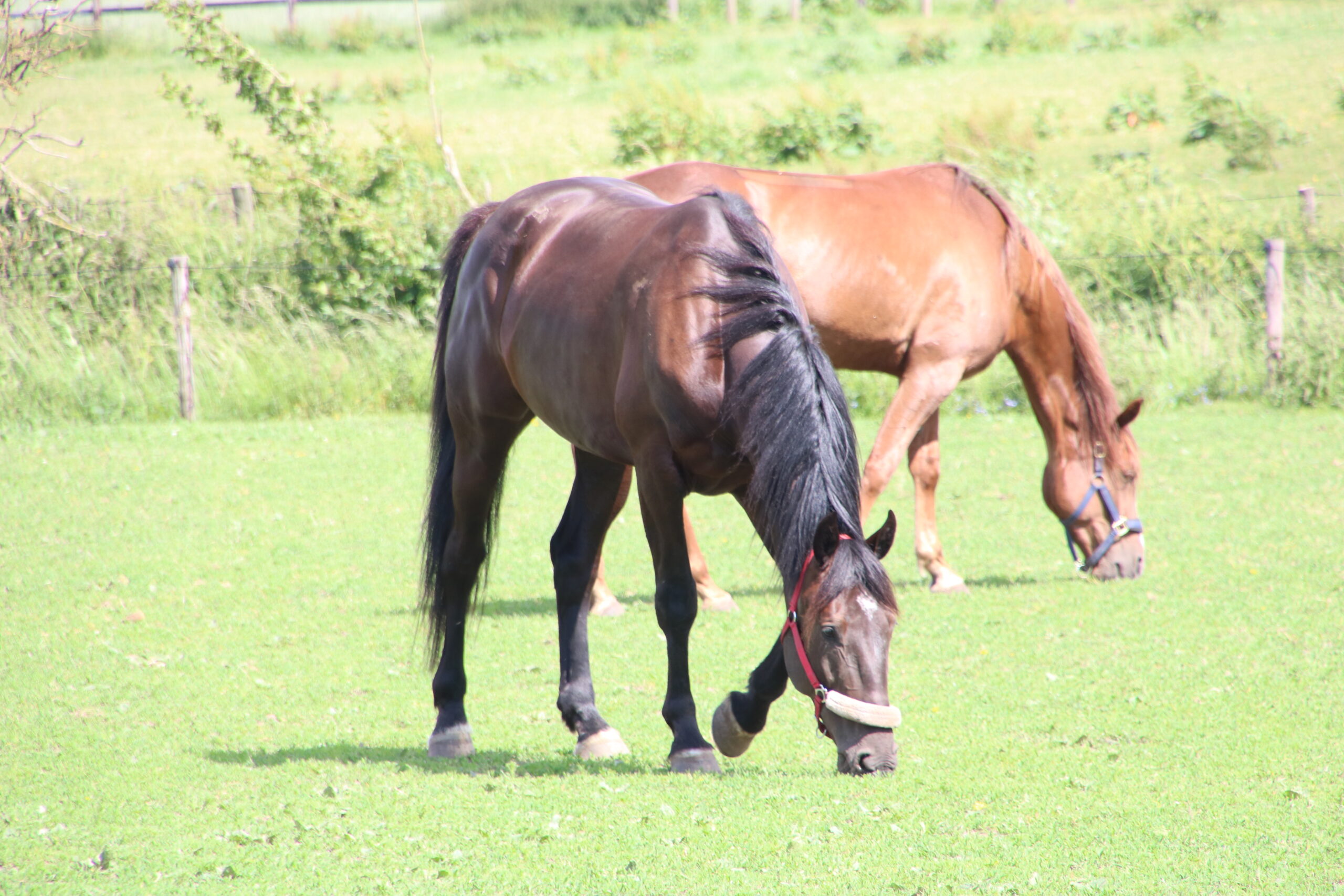 Uheld med cirkusheste – To døde IMG_2114
