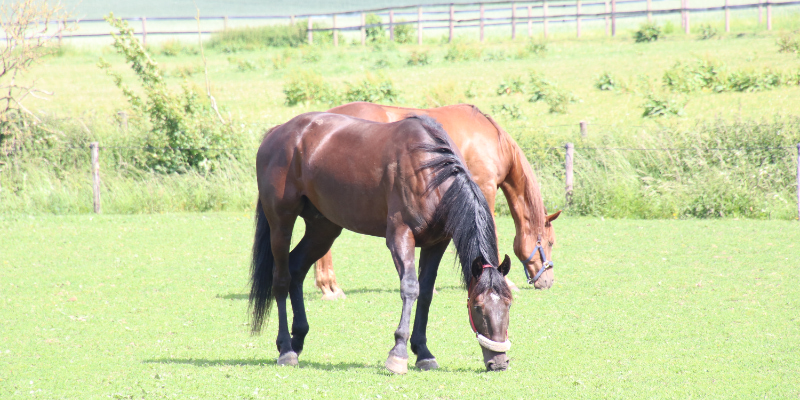 IMG 2116 800x400 1 2