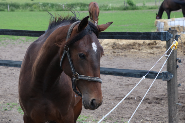 IMG 2165 600x400 1 1