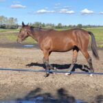 Nemesis Act til - Prisnedsættelse IMG_2219