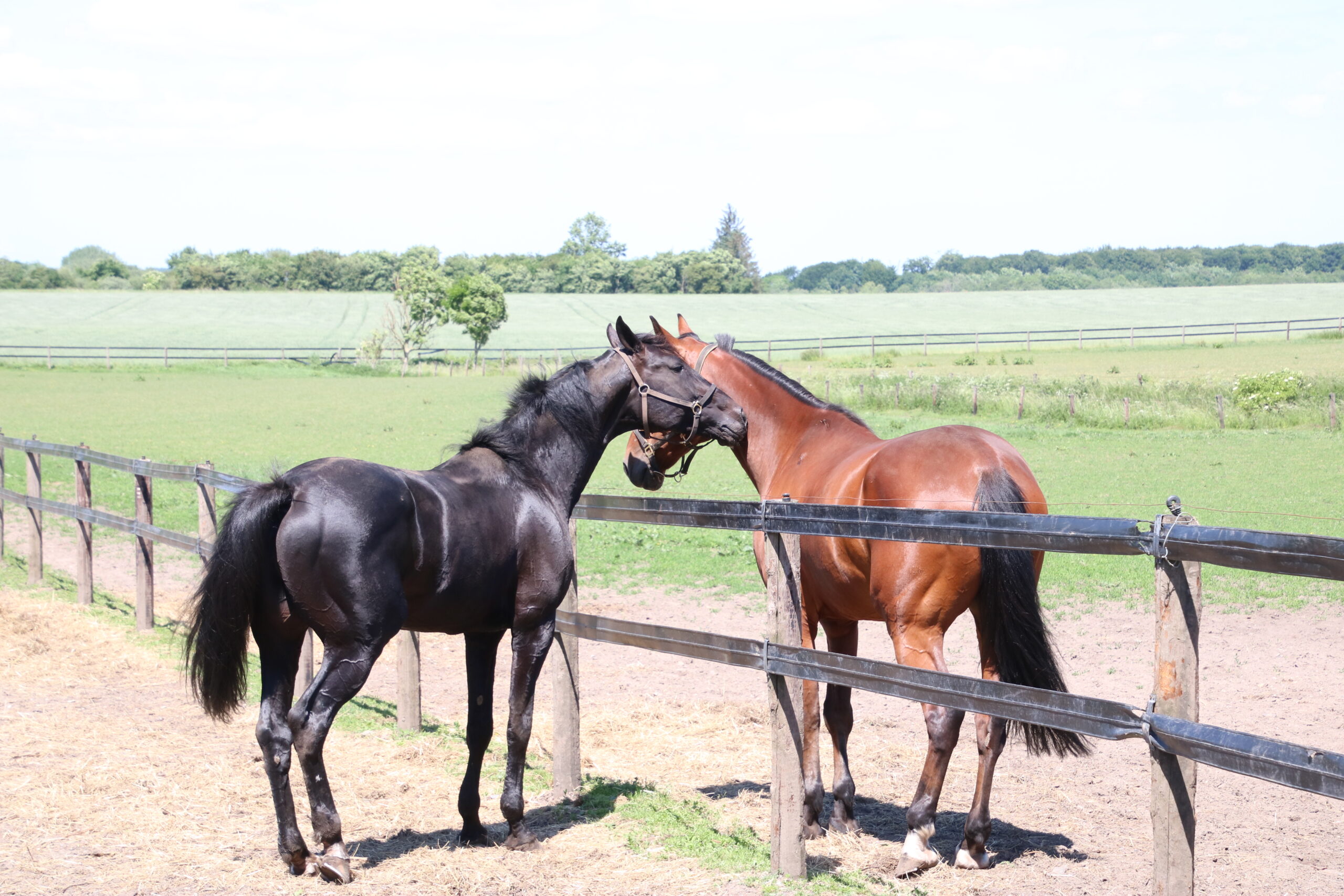 Tiden nærmer sig – flere heste har mistet livet de seneste år IMG_2532