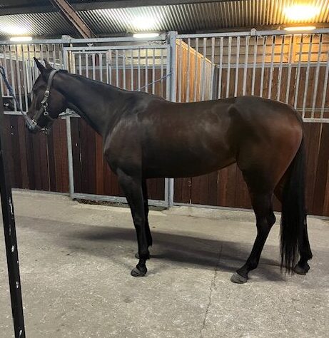 Startklar hest - Var anden i sin seneste start - 10.000 kr. IMG_2541