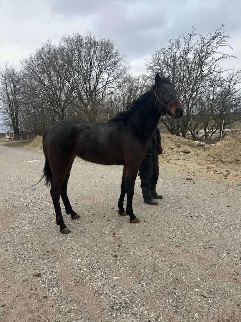 Kort nyt fra ind- og udland IMG_2570