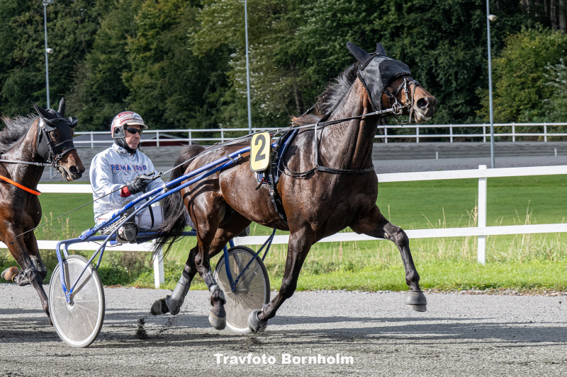 Impressive K – talentfuld hoppe med stort udviklingspotentiale Impressive_K_med_Frank_Mikkelsen_28_september_2025_Fotograf_Torben_Ager_Travfoto_Bornholm_TKA_1629