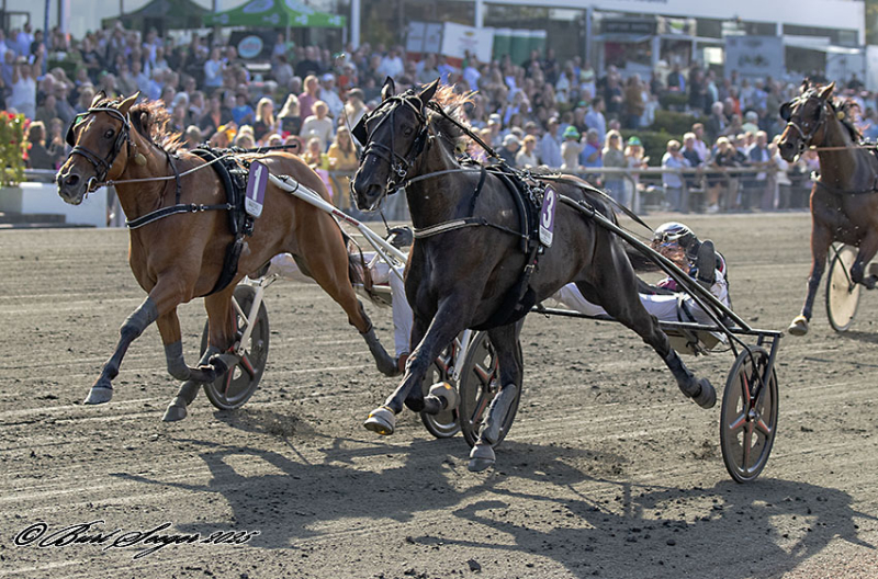 KILIMANJARO FACE S2 8349 1