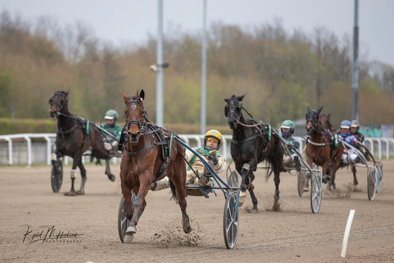 Stærkt udvalg: Løbsheste og ungheste udbydes netop nu KarismaGardenia_7964