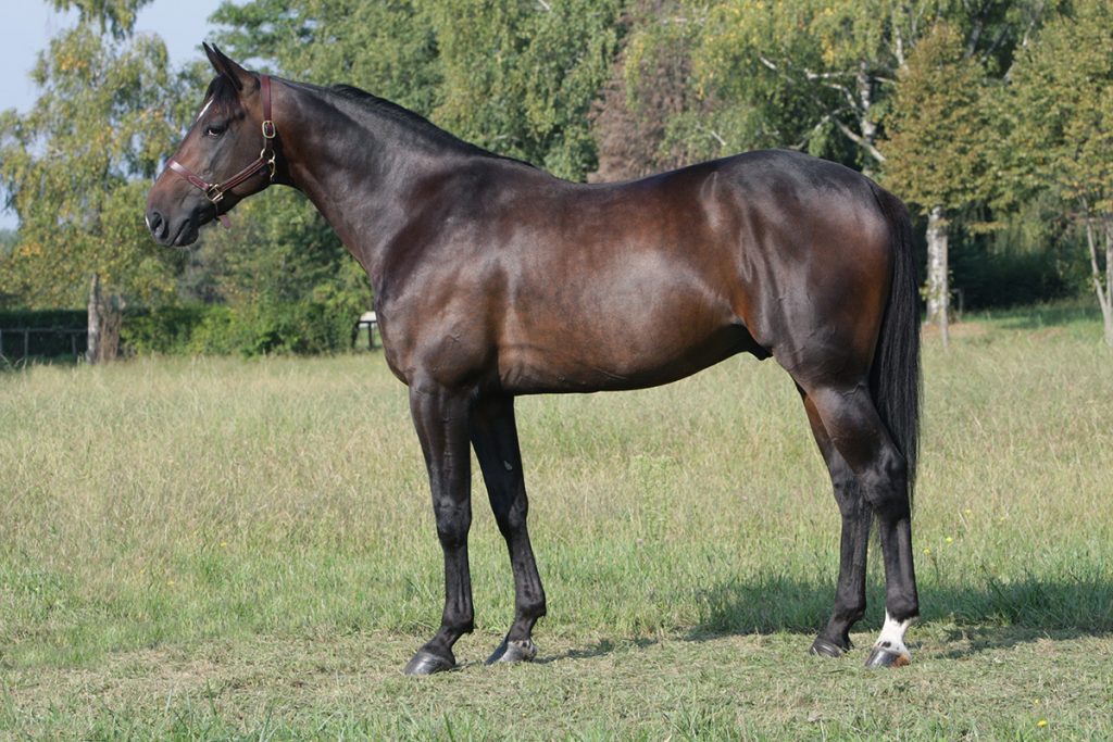 Italien - Italienskfødte hingste dominerer avlen Nad-al-sheba-3x2-1200-1024x683