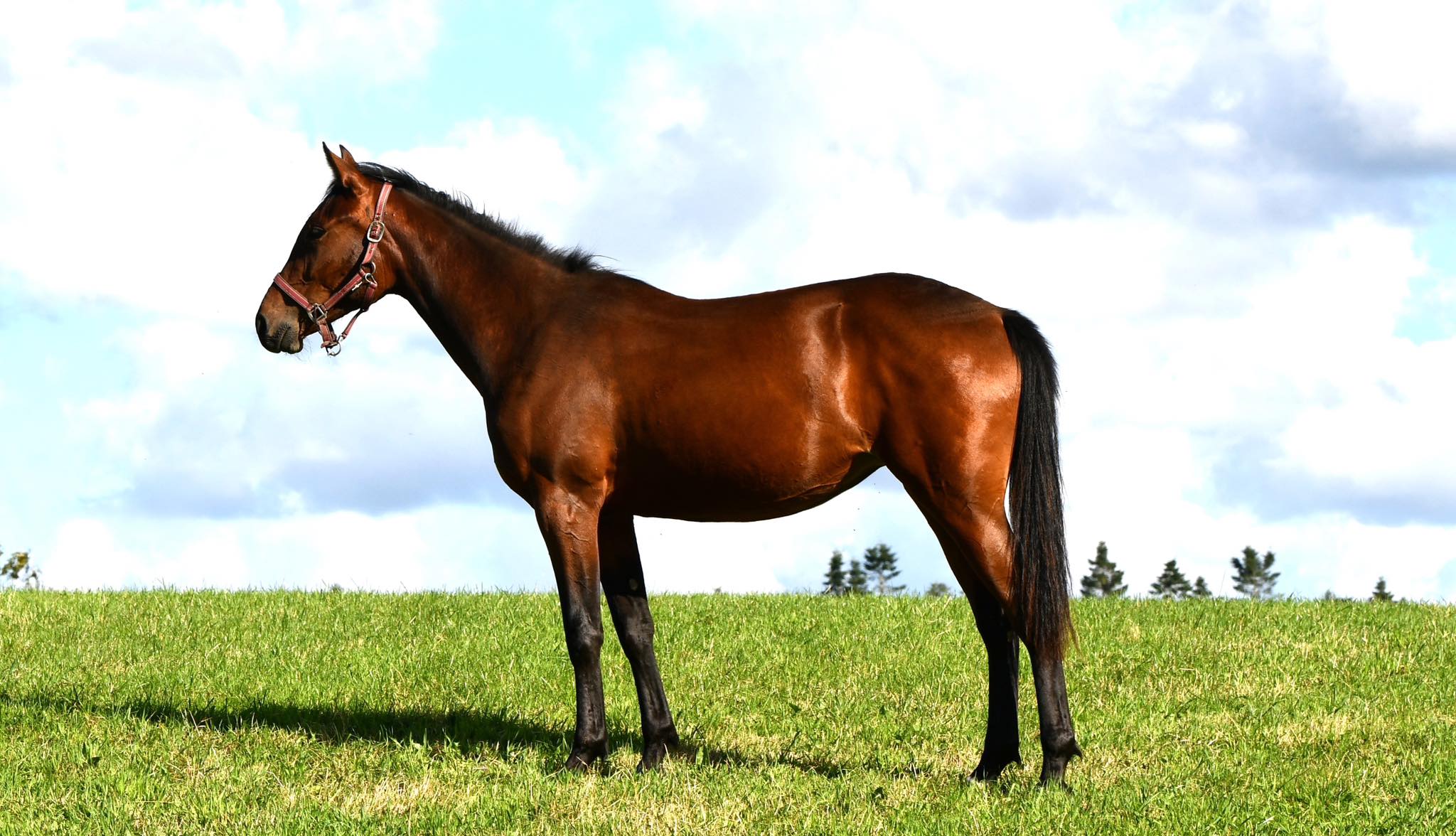 Helsøster til King Light – Lovende åring udbydes til salg Nice-2