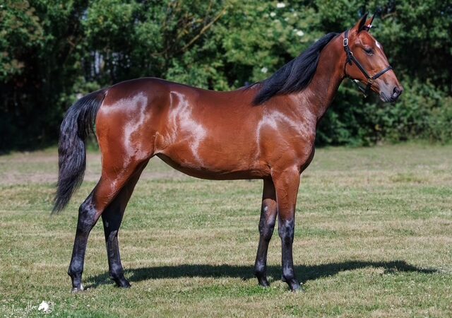 Notto side web 640x450 1