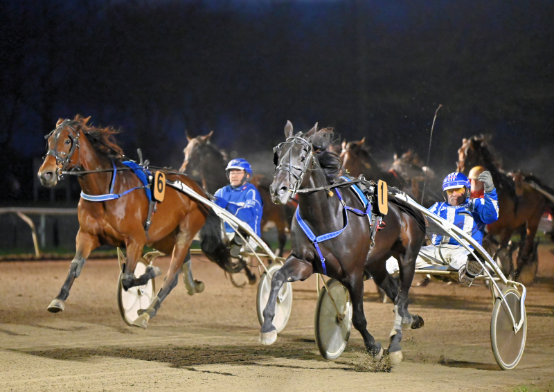 POMERANS DAG DSC 6249