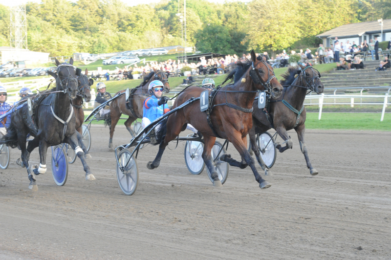 Til salg – Begge heste starter i dag SimbLeon_4292-1