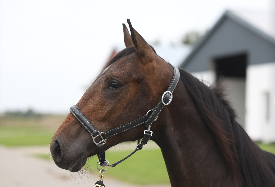 Skaermbillede 2025 09 01 160556