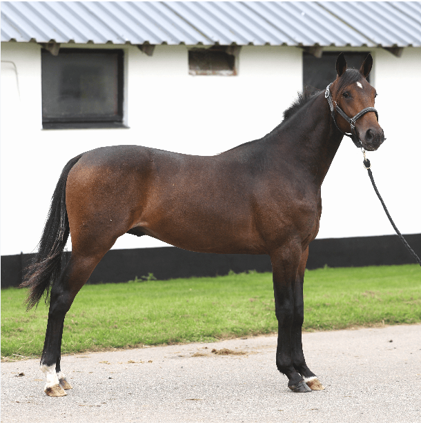 Oversigt over køberne fra Copenhagen Sale Skærmbillede 2025-09-01 160659