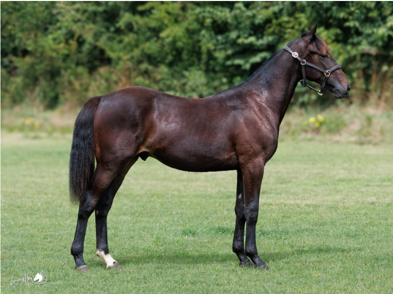 Se oversigten over dagens købere her Skærmbillede 2025-09-13 211127