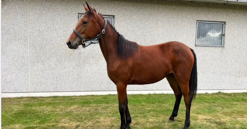 Skaermbillede 2025 09 23 112920